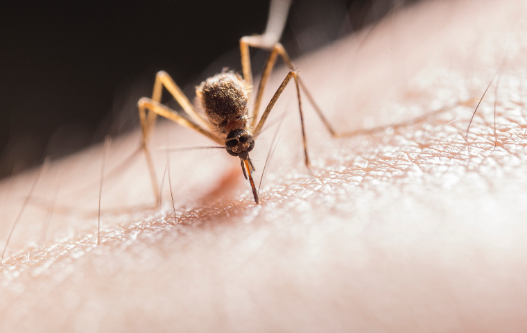 Mosquitos Exterminator