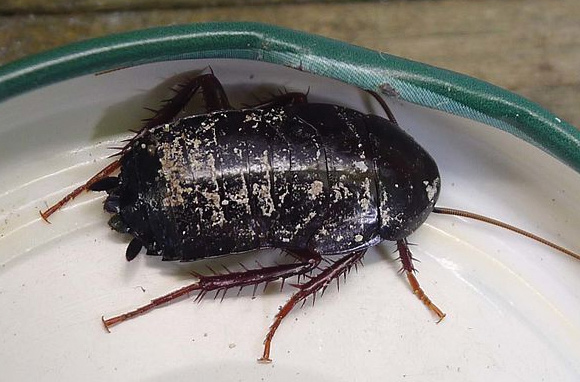 Asian (Oriental) Cockroaches