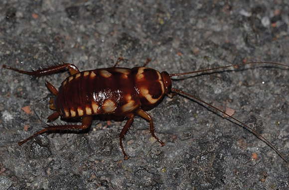 Brown-Banded Cockroaches