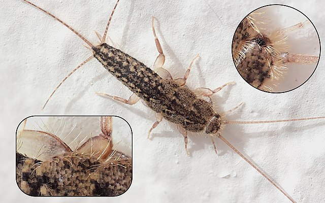 Four-Lined Silverfish