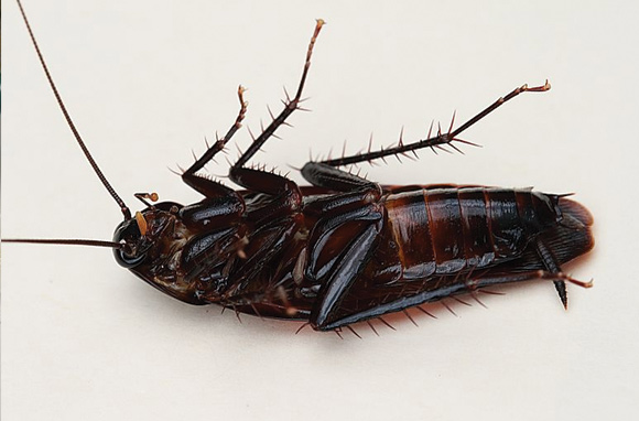 Smokybrown Cockroaches