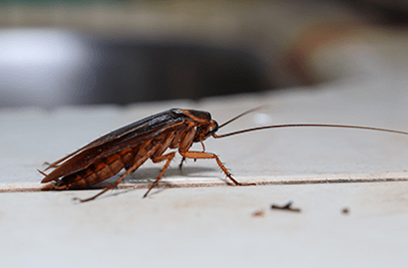 Cockroaches Exterminator