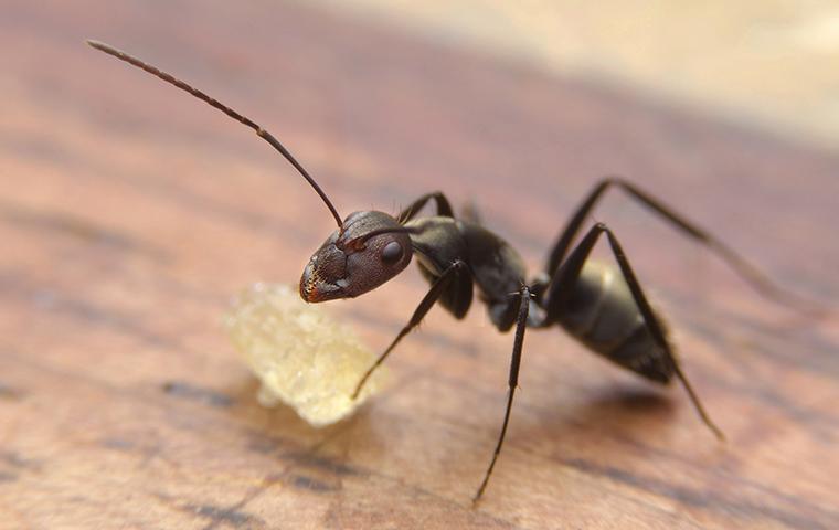 Ants Exterminator