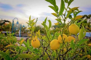 lemon-grove