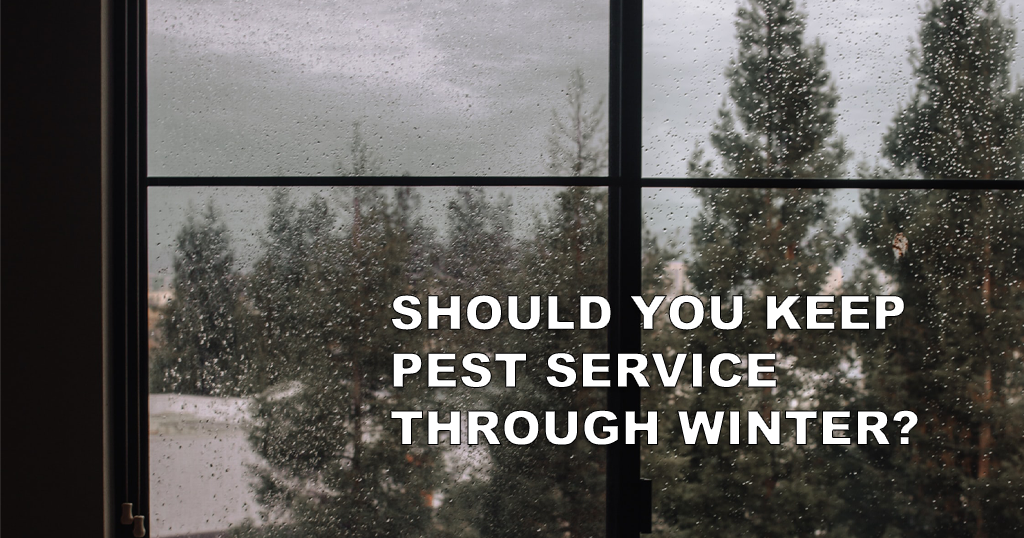 Pest service through winter?