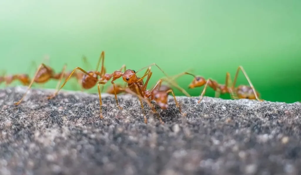 10 natural ant repellents