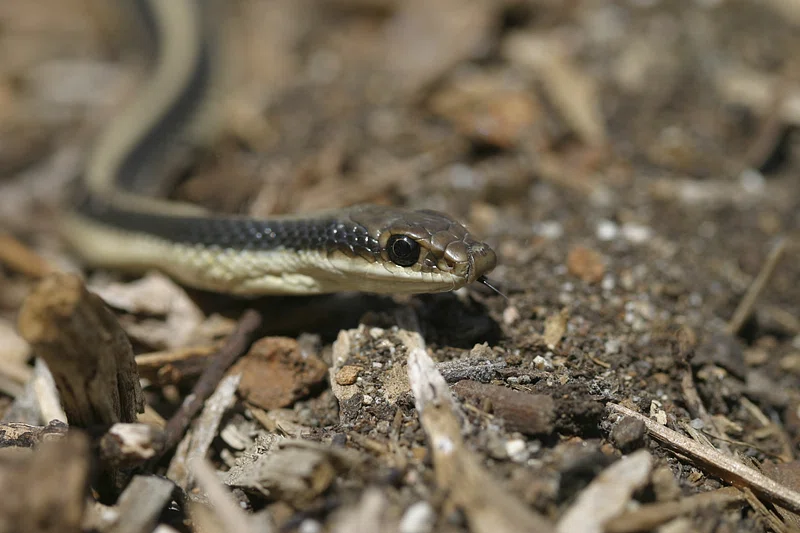 Patch-Nosed Snake