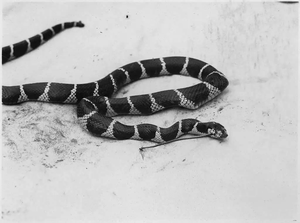 king snake killing and swallowing a striped racer nara 520533 5752b0 1