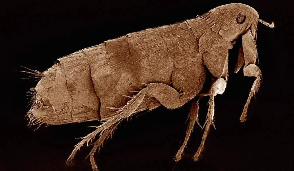 micrograph of a flea