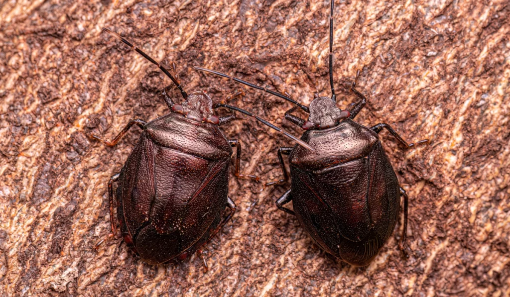 two adult stink bug