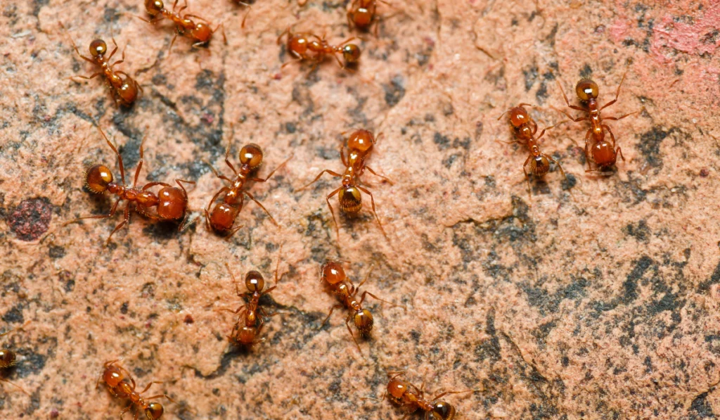 Group of fire ants - be aware of these stinging insects for effective identification and prevention.