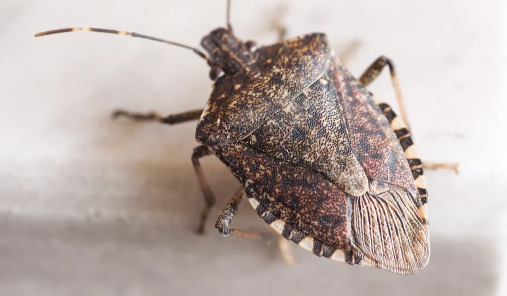 Stink bug - Identify and learn about this insect for effective pest management and prevention.