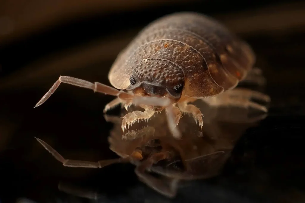 A close-up of an adult bed bug