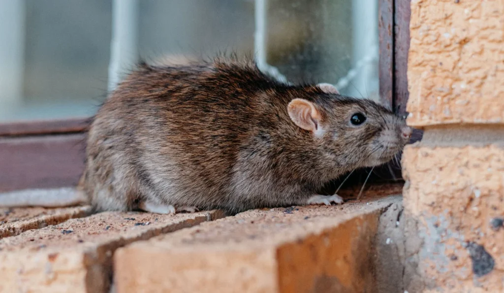 Closeup shot of a gray-brownish rat