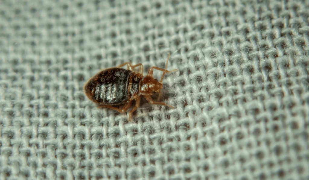 Bed bug crawling on the sheet. Household parasite. Close-up photo