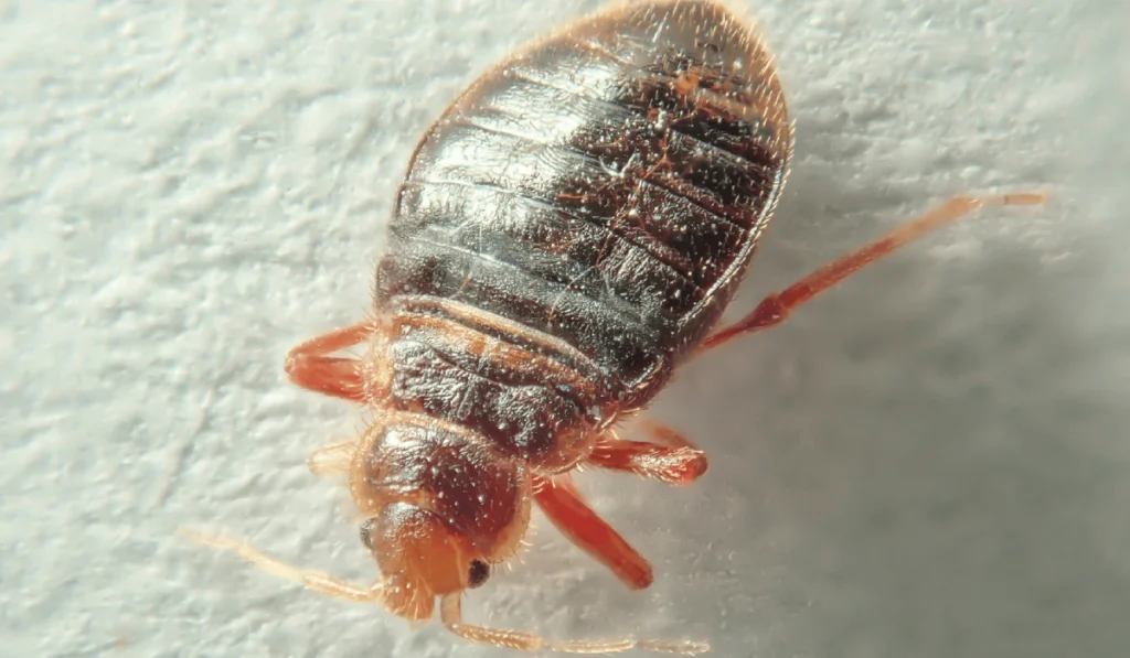 Bed bug on a light background. Household parasite. Close-up photo