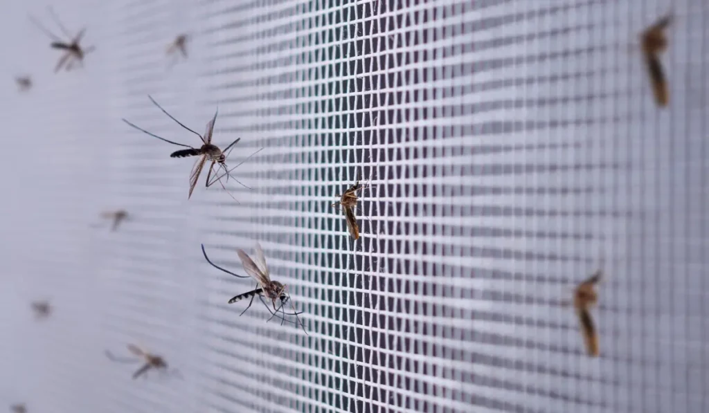 mosquitoes on screen