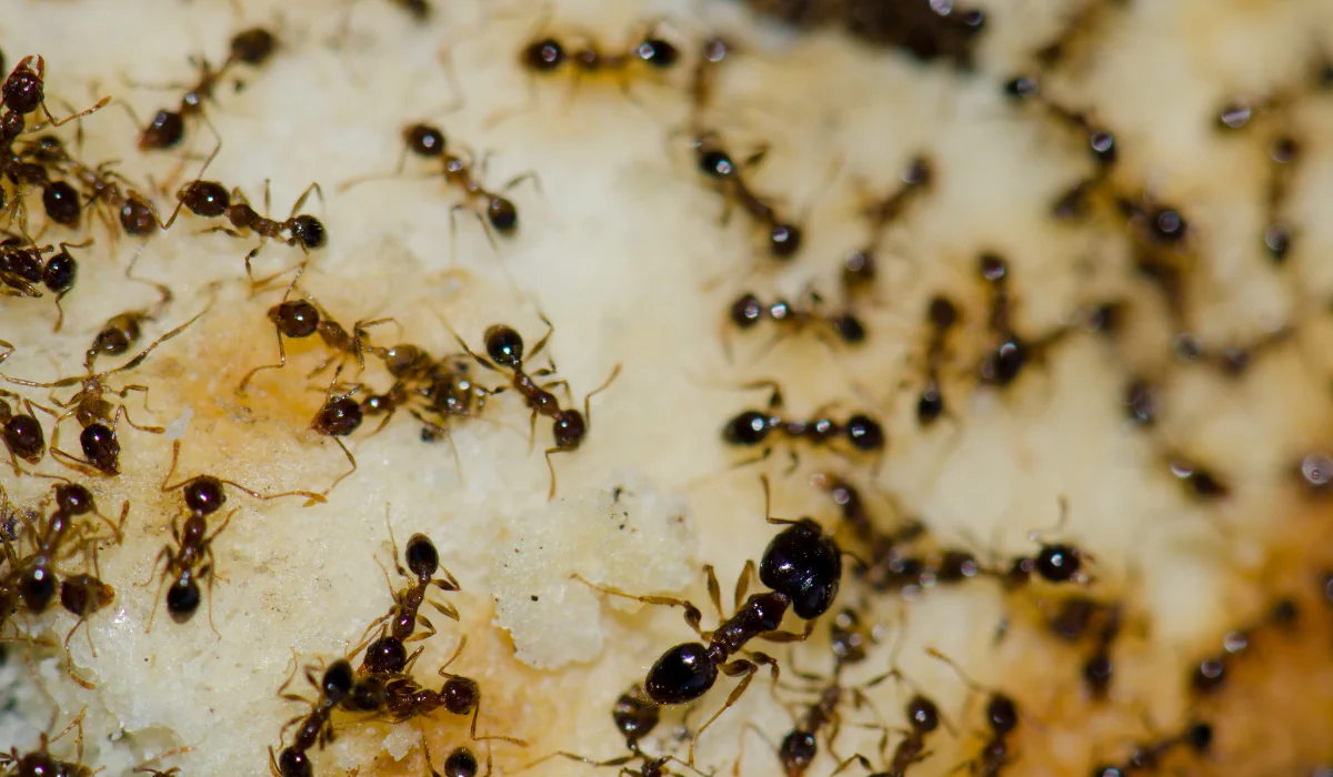 6 Tips For Getting Rid Of Argentine Ants In California Simple Pest