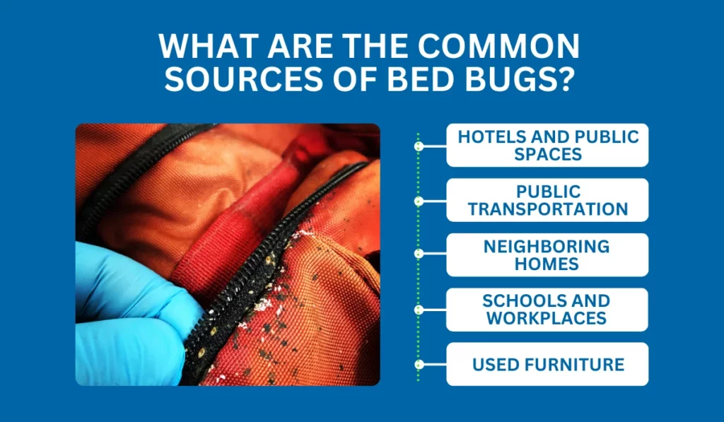 Where Do Bed Bugs Come From