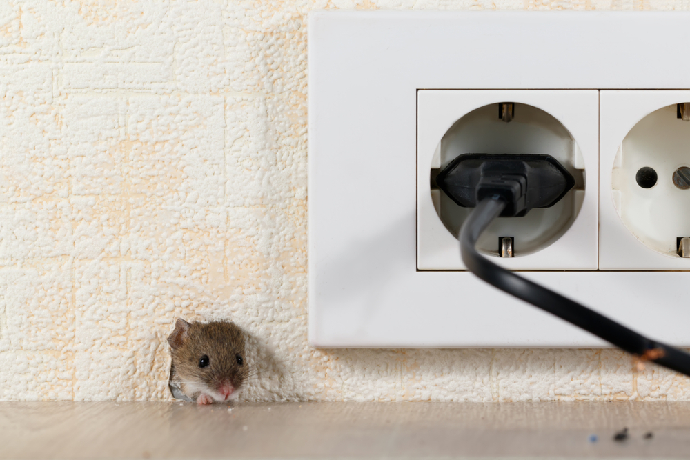 Follow-Up Rodent Treatment