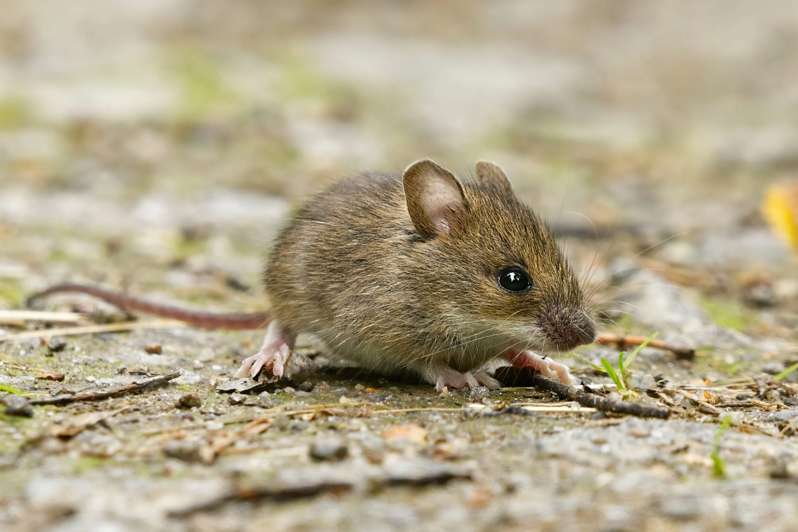 Mice
