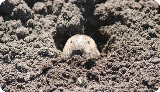 gopher burrowing in it's hole in California yard
