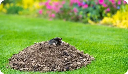 mole peaking out of a mound in a California lawn