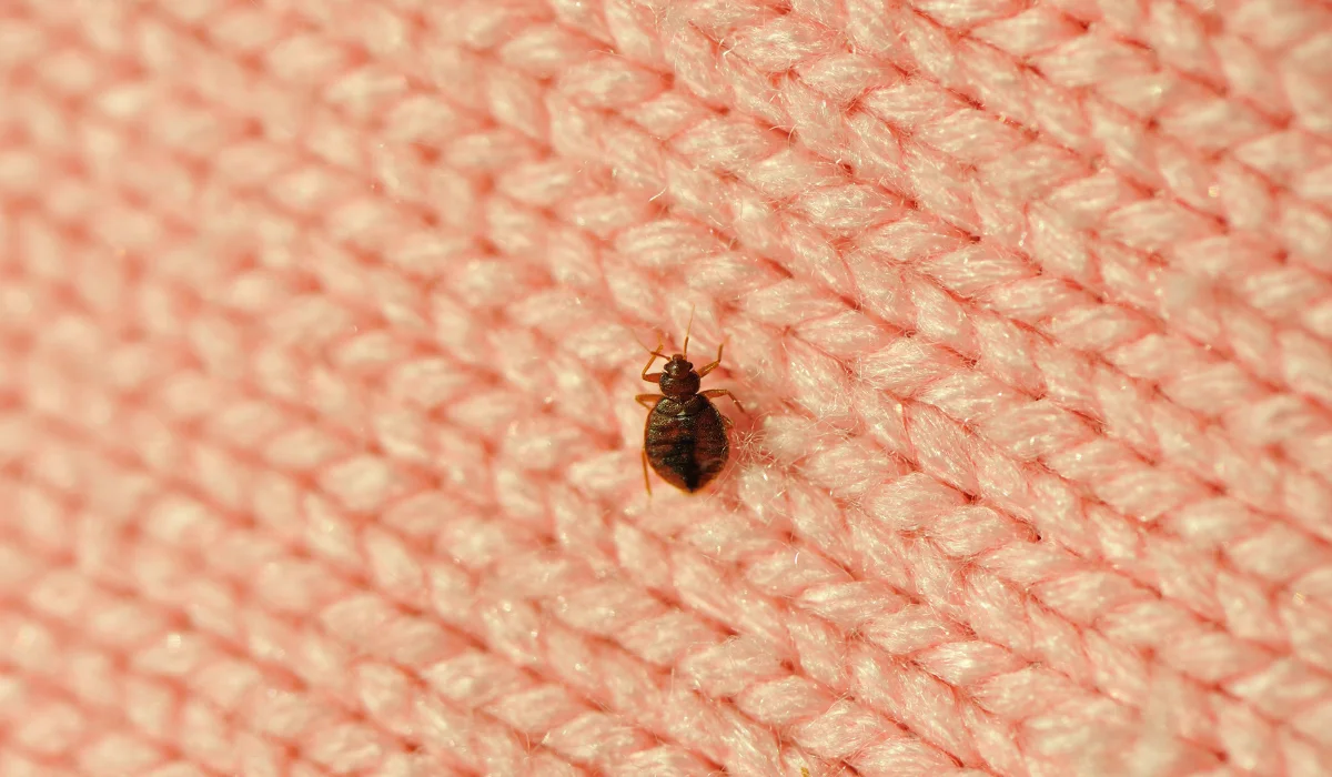 Does Diatomaceous Earth Kill Bed Bugs? Here’s What to Know