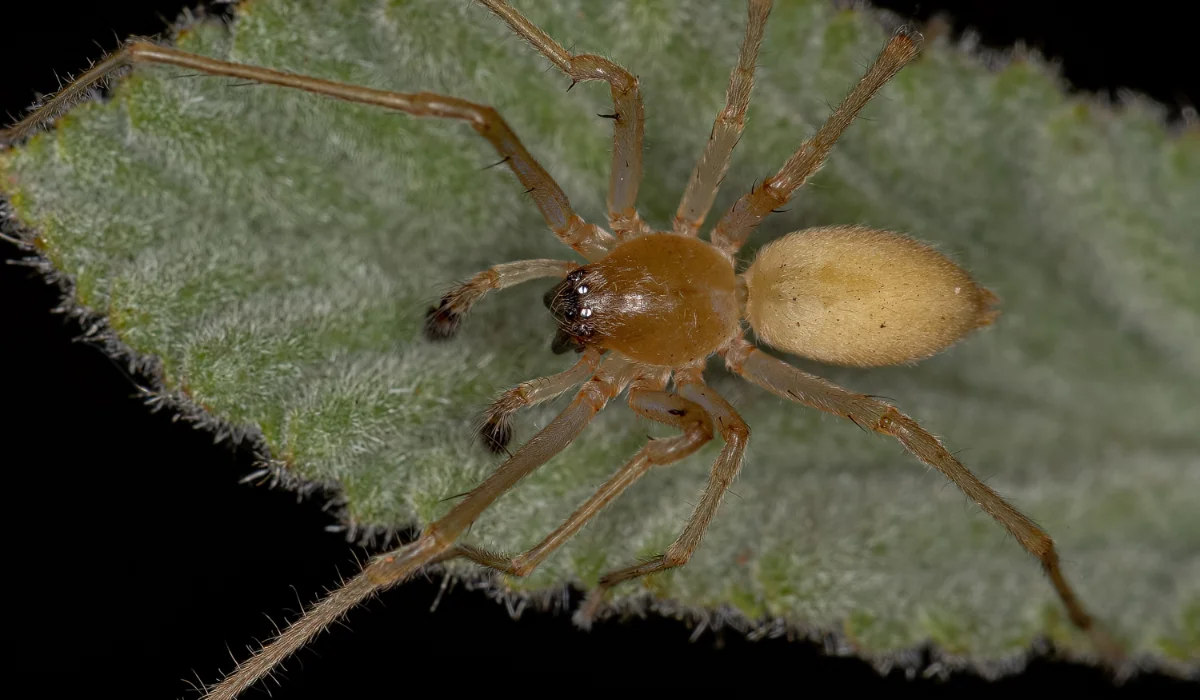 How to Get Rid of Yellow Sac Spider | Simple Pest Management