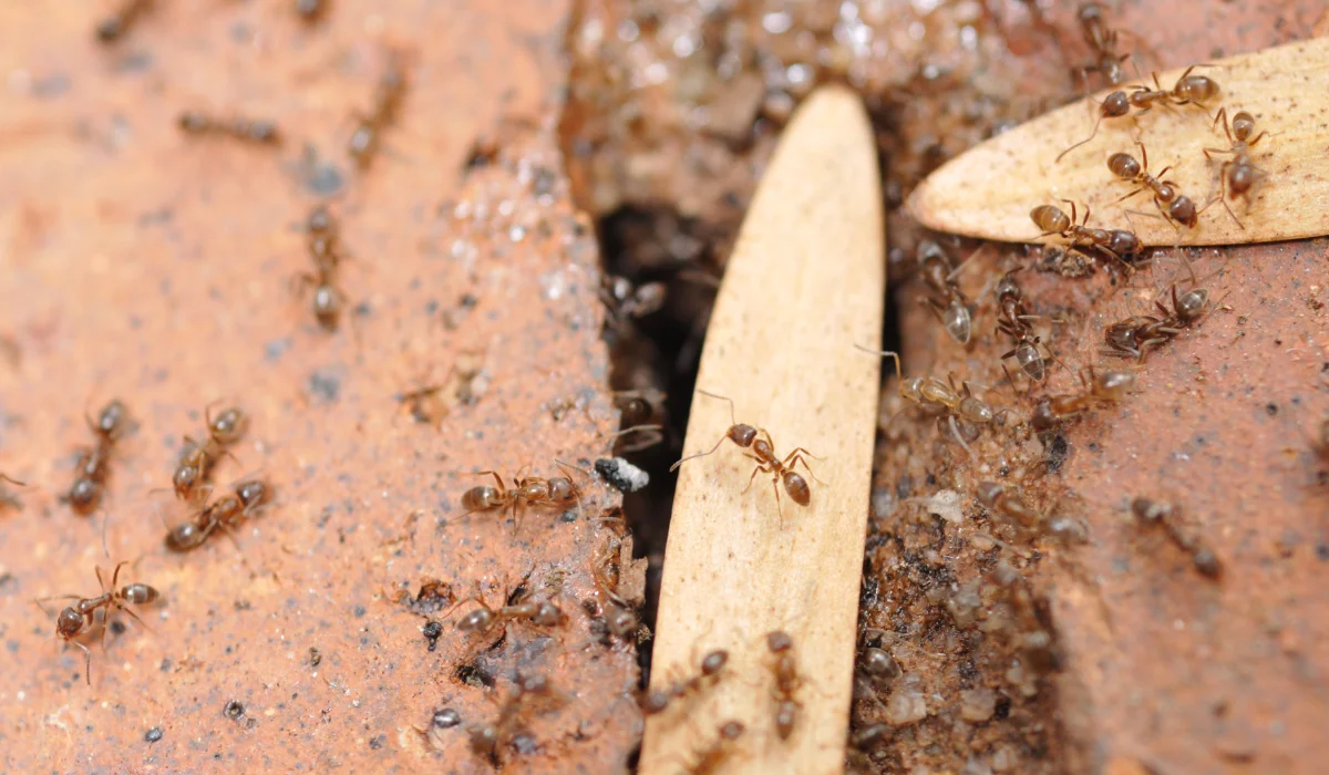 Argentine Ants in California: Identification and Control