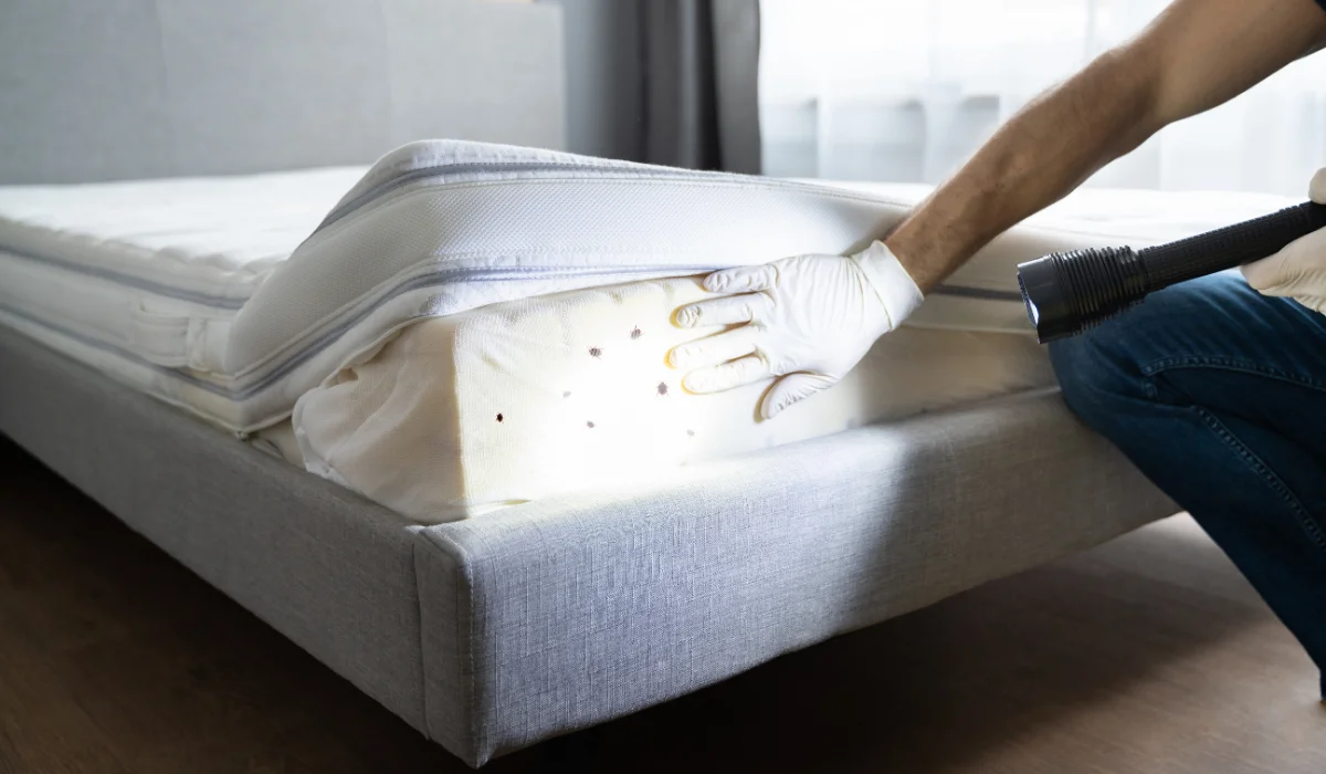 How to Get Rid of Bed Bugs in Your Mattress | Simple Pest Management