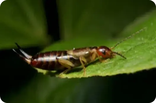 European earwig insect on a green leaf, showcasing the pincers used for household earwig identification.