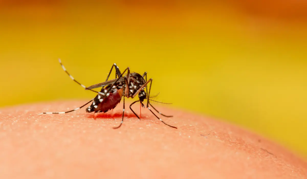 5 Ways to Deal With Ankle-Biting Mosquitoes in San Diego | Simple Pest  Management