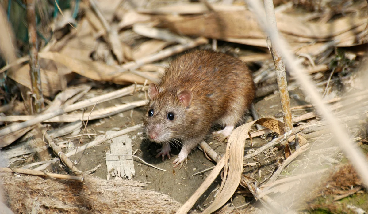 Types of Mice in California and How to Get Rid of Them | Simple Pest  Management