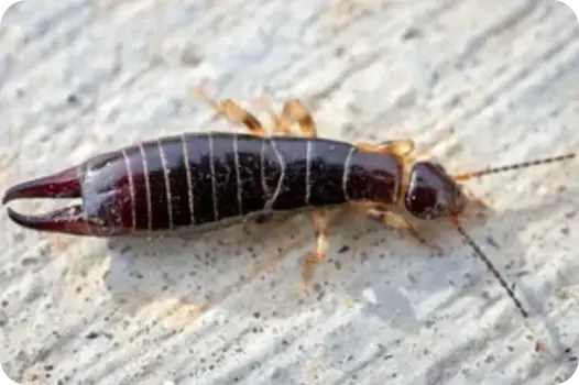 Ring-legged earwig pest crawling on concrete, showing the dark body and striped legs for bug identification.