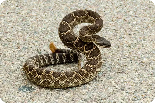 Venomous Southern Pacific rattlesnake coiled on pavement, highlighting local wildlife control needs.