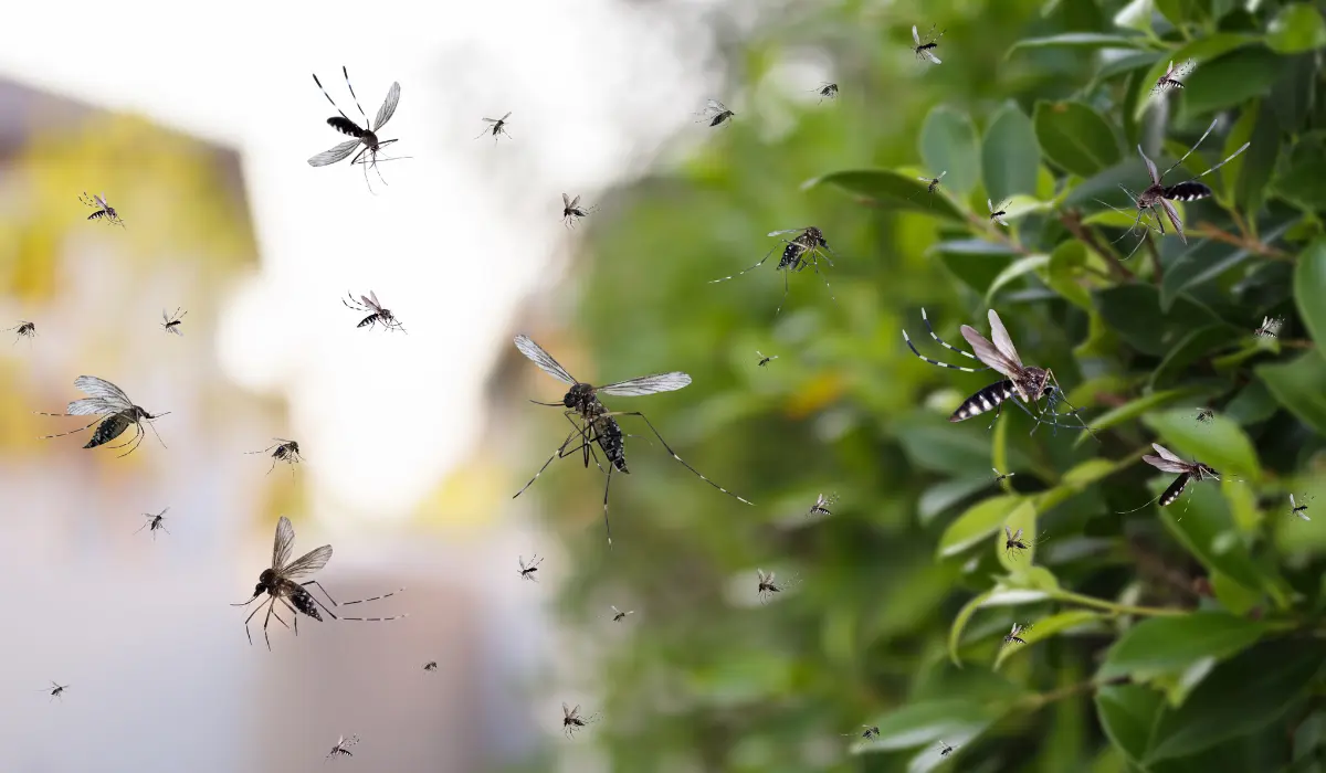 When Do Mosquitoes Go Away in California? | Simple Pest Management