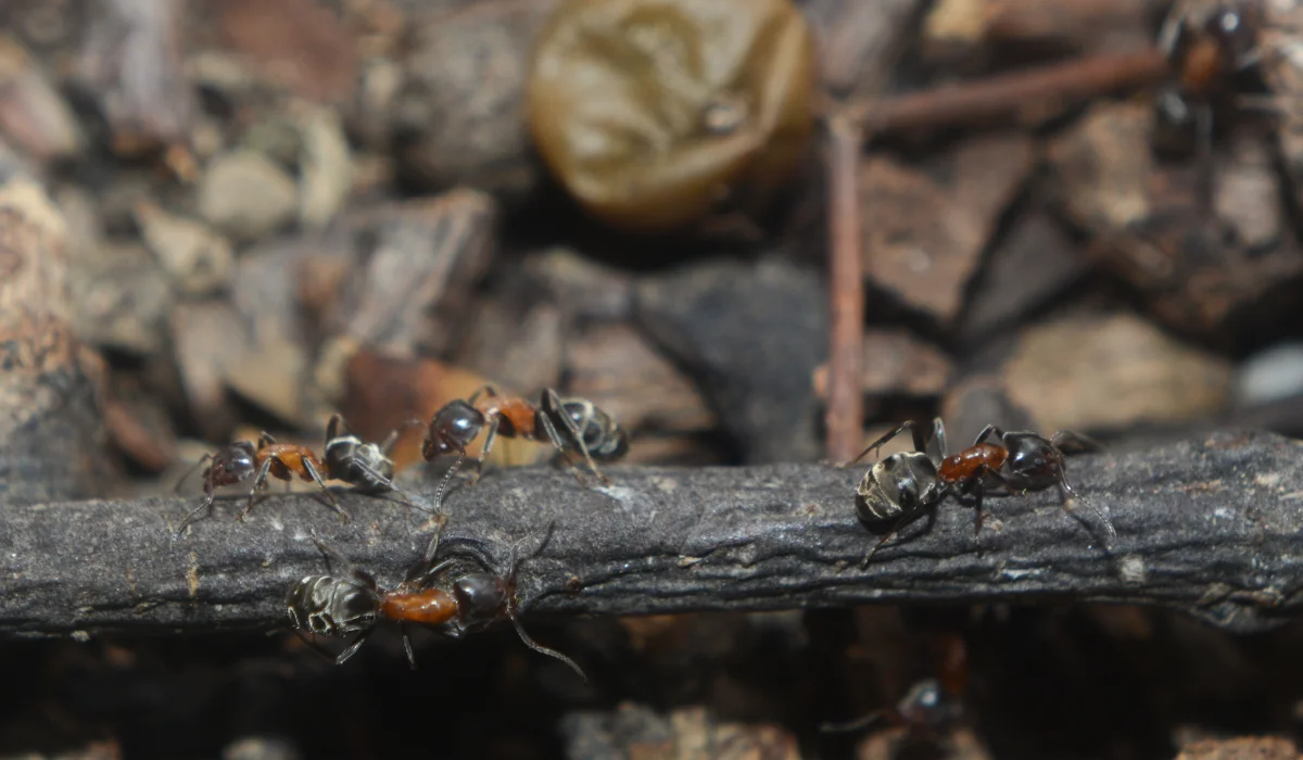 A Complete Guide to Ant Species in California