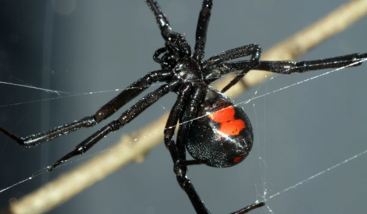 are-there-black-widows-in-california-simple-pest-management