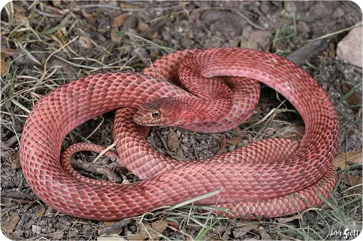 A reddish-pink Western coachwhip snake coiled on dirt and grass, showcasing local wildlife identification.
