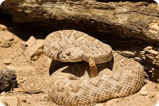 Venomous Western diamondback rattlesnake rattling its tail near a log, requiring wildlife removal.