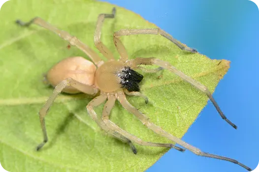 Yellow sac spider crawling on a green leaf, displaying the dark mouthparts of this common household pest.