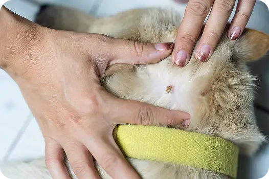 American dog tick embedded in a pet's fur, showing a common dog tick infestation check