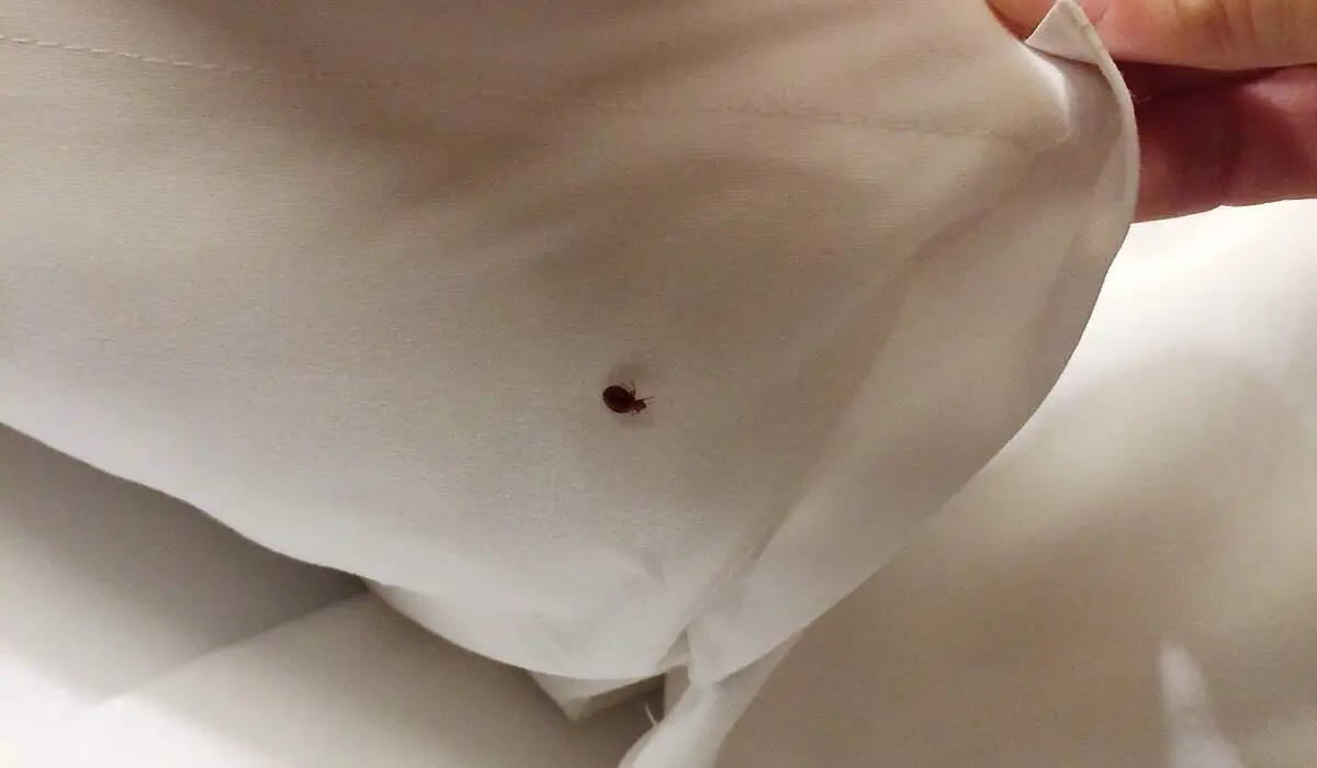 Do a Few Bed Bugs Mean You Have an Infestation? | Simple Pest Management
