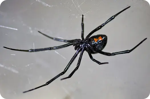 Venomous female black widow spider identification showing the distinctive red hourglass marking.