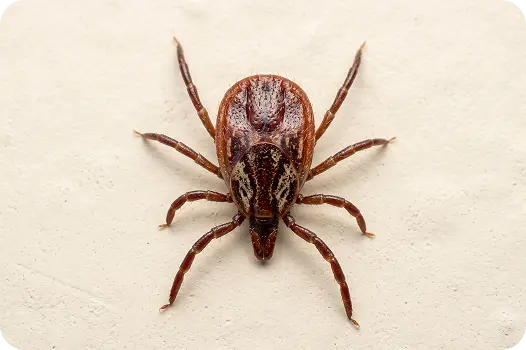 Brown dog tick crawling on an indoor wall, highlighting household tick pest control needs