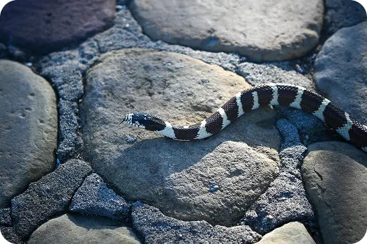 Non-venomous California kingsnake slithering on a backyard stone patio, representing local wildlife.