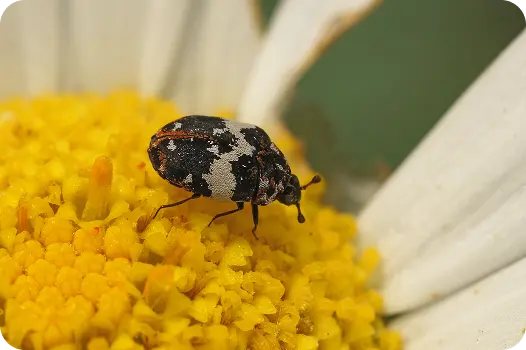Varied carpet beetle insect crawling on a flower, showing where outdoor pests originate