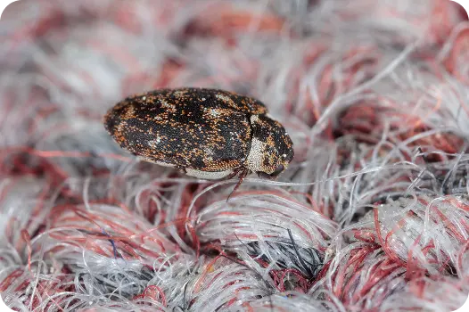 aried carpet beetle crawling on carpet fibers, showing signs of a household fabric pest infestation.