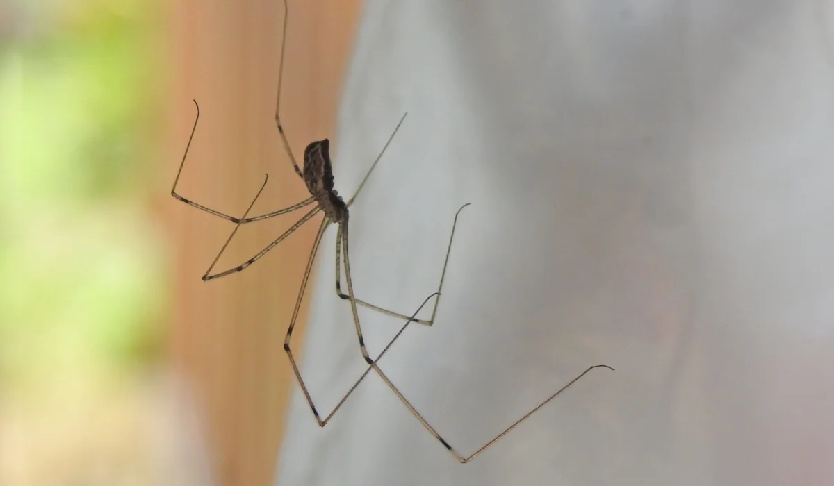 Cellar Spiders in California: Facts & Identification